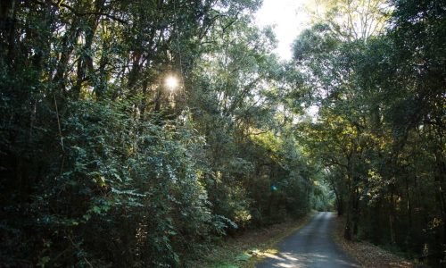 mount-sheba-forest-road-1536×1024